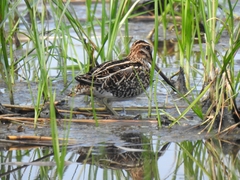 Gallinago gallinago