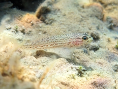 Gobius fallax