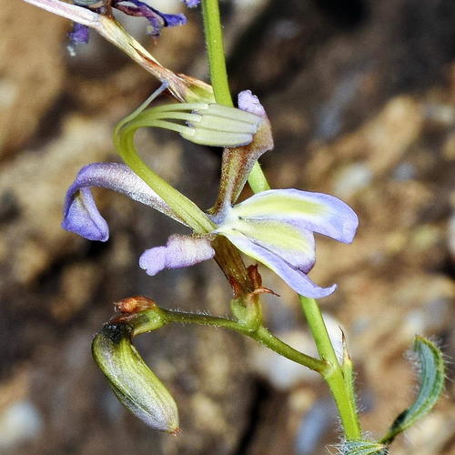 Babiana sinuata