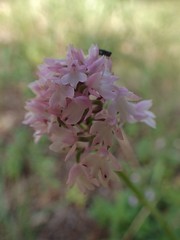 Anacamptis