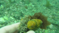 Cnemidocarpa bicornuta