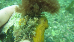 Cnemidocarpa bicornuta