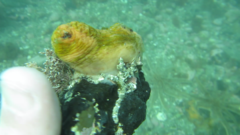 Cnemidocarpa bicornuta