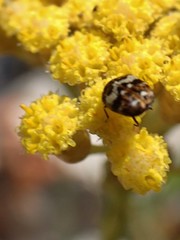 Anthrenus pimpinellae