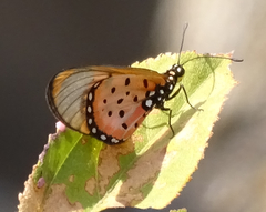 Acraea neobule