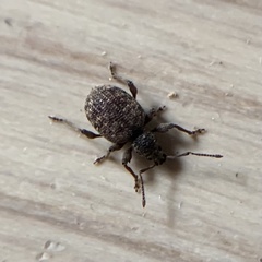 Otiorhynchus crataegi