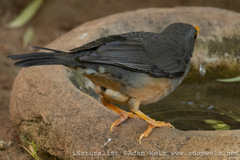 Turdus olivaceus × smithi