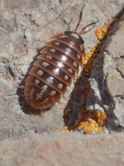 Armadillidium klugii