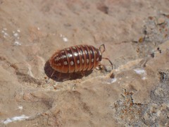 Armadillidium klugii