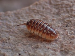 Armadillidium klugii