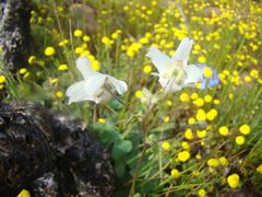 Nemesia leipoldtii
