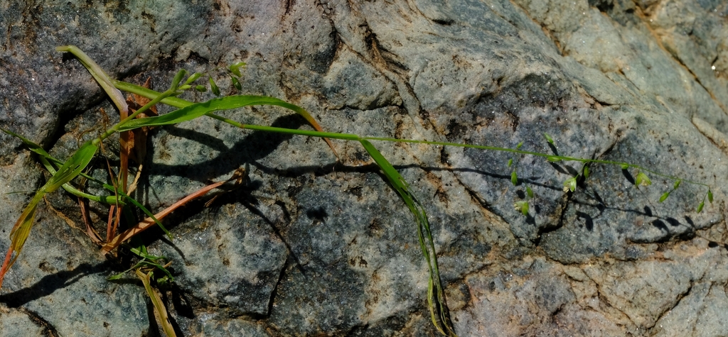 Ehrharta delicatula