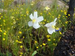 Nemesia leipoldtii