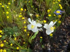 Nemesia leipoldtii