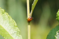 Gonioctena viminalis
