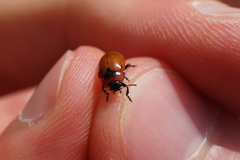Gonioctena viminalis