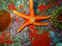 Fromia schultzei