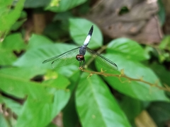 Brachydiplax