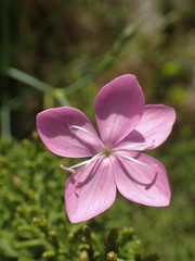 Dianthus ciliatus