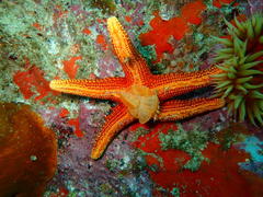Fromia schultzei
