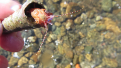 Lophopagurus thompsoni