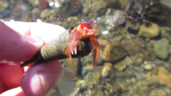 Lophopagurus thompsoni