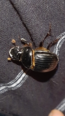 Dichotomius nisus