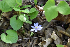 Hepatica nobilis
