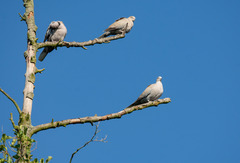 Streptopelia decaocto