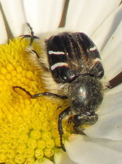 Trichiotinus assimilis