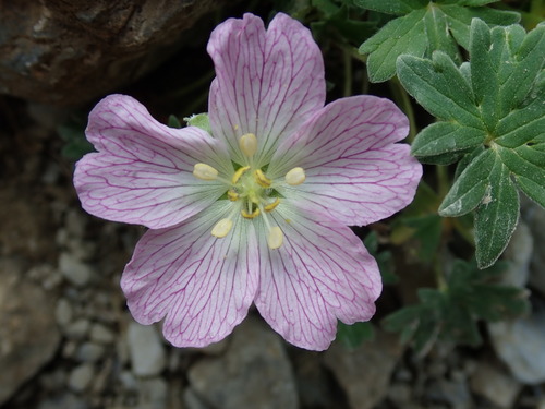 Image of Geranium cinereum by (c) bigayon, some rights reserved (CC BY)