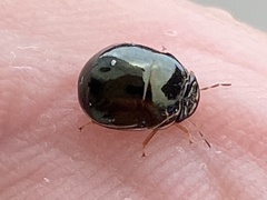 Brachyplatys subaeneus