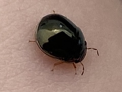 Brachyplatys subaeneus