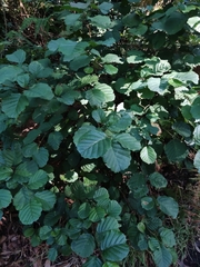 Alnus lusitanica