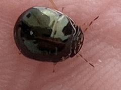 Brachyplatys subaeneus