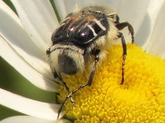 Trichiotinus assimilis