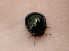 Brachyplatys subaeneus