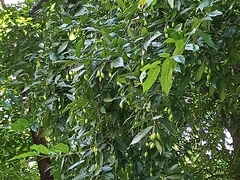 Terminalia bellirica