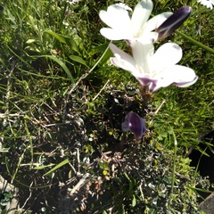 Sparaxis grandiflora