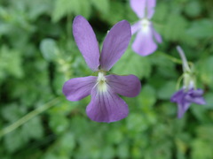 Viola cornuta
