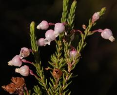 Erica lambertii