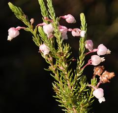 Erica lambertii