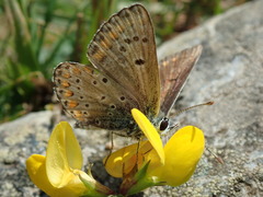 Aricia artaxerxes