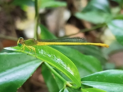 Ceriagrion coromandelianum