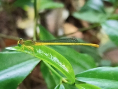 Ceriagrion coromandelianum