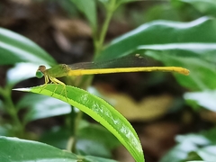 Ceriagrion coromandelianum