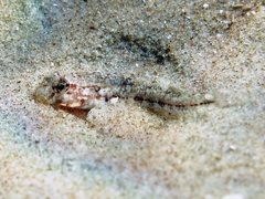 Gobius roulei