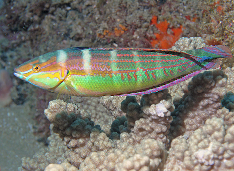 Spottail Coris