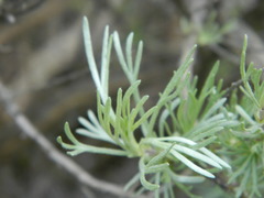 Artemisia rigida
