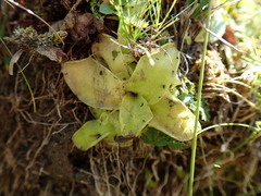 Pinguicula